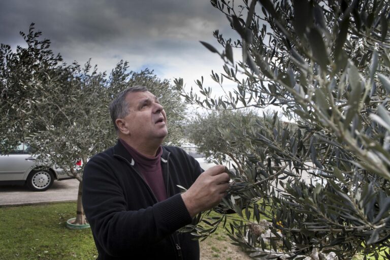 Umro je Mirko Gugić, jedan od najvećih maslinarskih autoriteta na Mediteranu