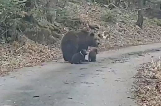 VIDEO Susret za pamćenje: Šumar kraj Novog Vinodolskog snimio divne prizore medvjedice s mladuncima