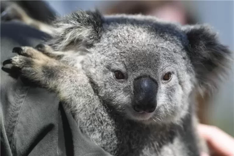 CANBERRA: ‘Armagedon:’ Strahuje se da je više od 2000 koala stradalo u šumskim požarima