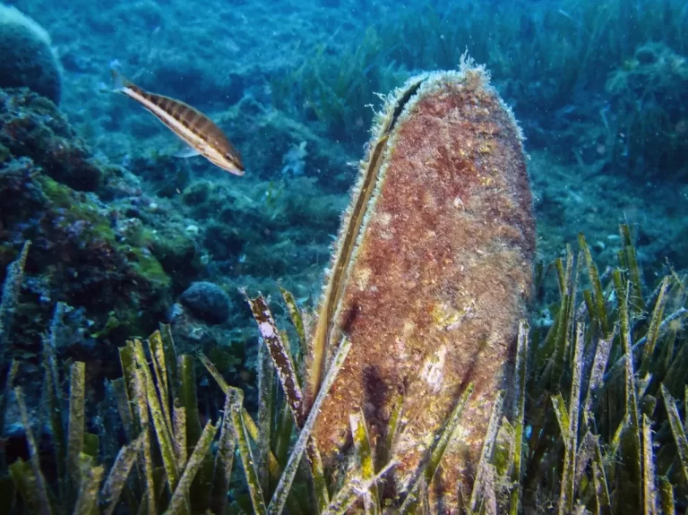 VIDEO Objavljen prvi znanstveni rad o pomoru periski koje je pokorio opasni parazit…Plemenita periska je endemski i najveći školjkaš Mediterana…