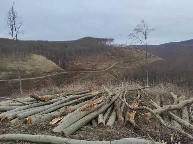 FOTO-VIDEO: MASAKR ŠUME i na Babjoj gori; Zeleni odred: Nestalo drvne mase vrijedne 40 milijuna eura