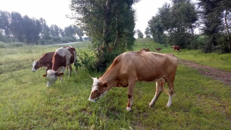 Hrana i meso sve skuplji a podivljala goveda, ovce, magarci i konji godinama pustoše polja – naložen je odstrel